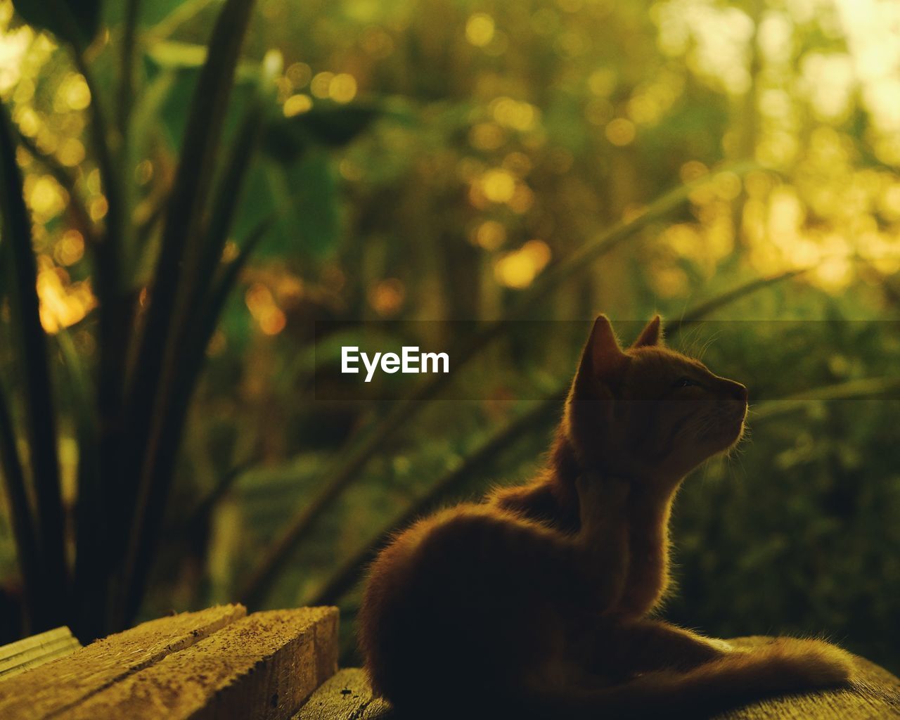 CLOSE-UP OF A CAT SITTING ON A LAND