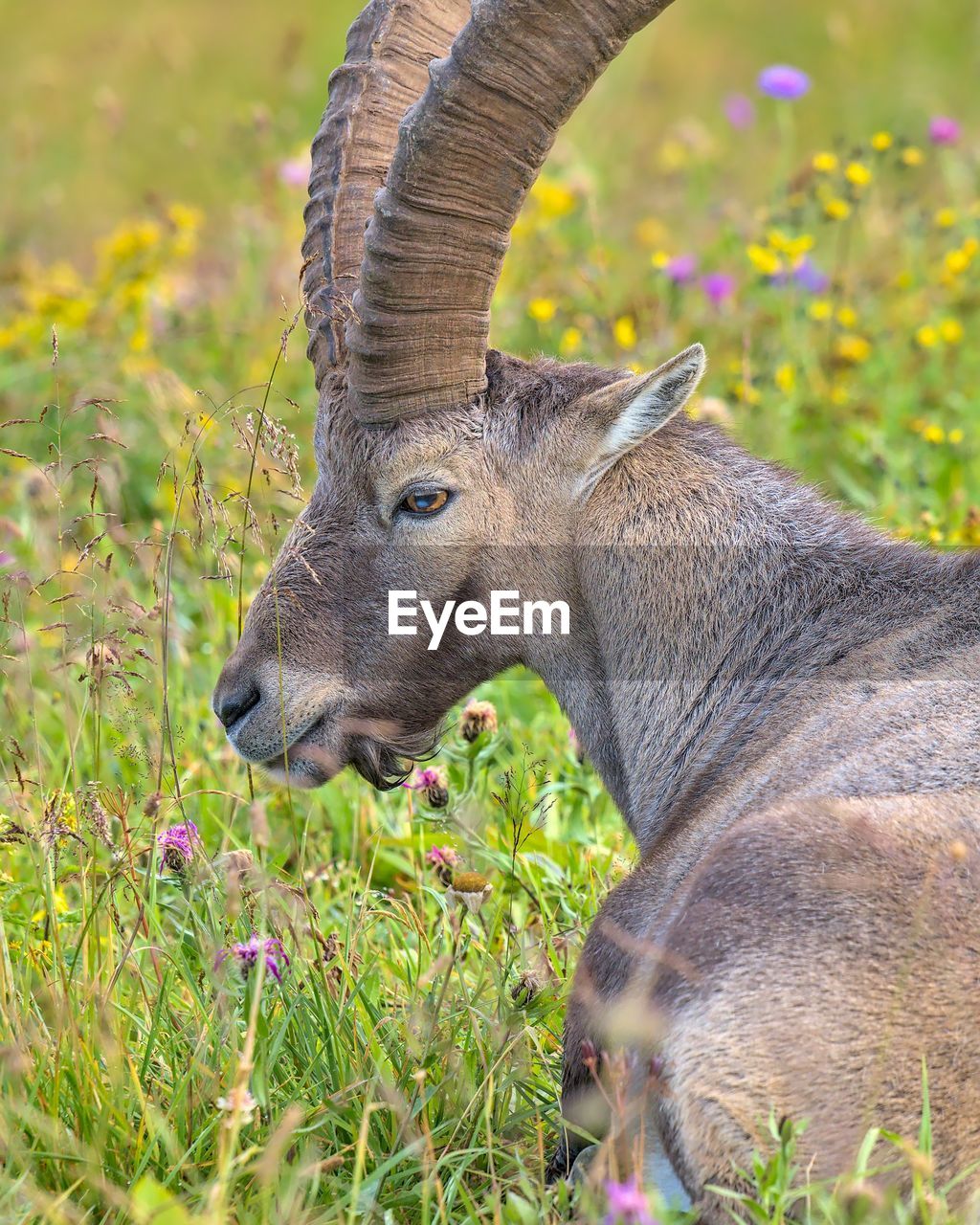 Close-up of ibex on field