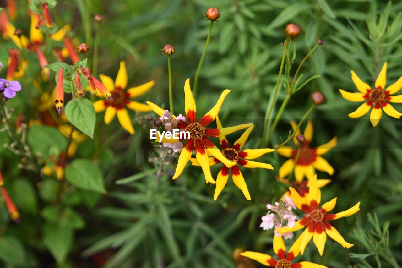 CLOSE-UP OF BEE ON FLOWER