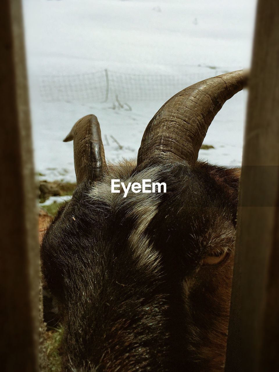 Portrait of goat seen through fence