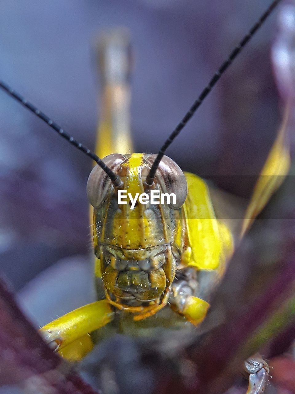 Close-up of grasshopper in flower