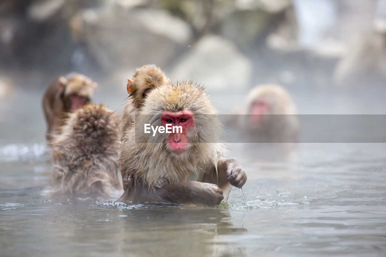 Monkeys in hot spring