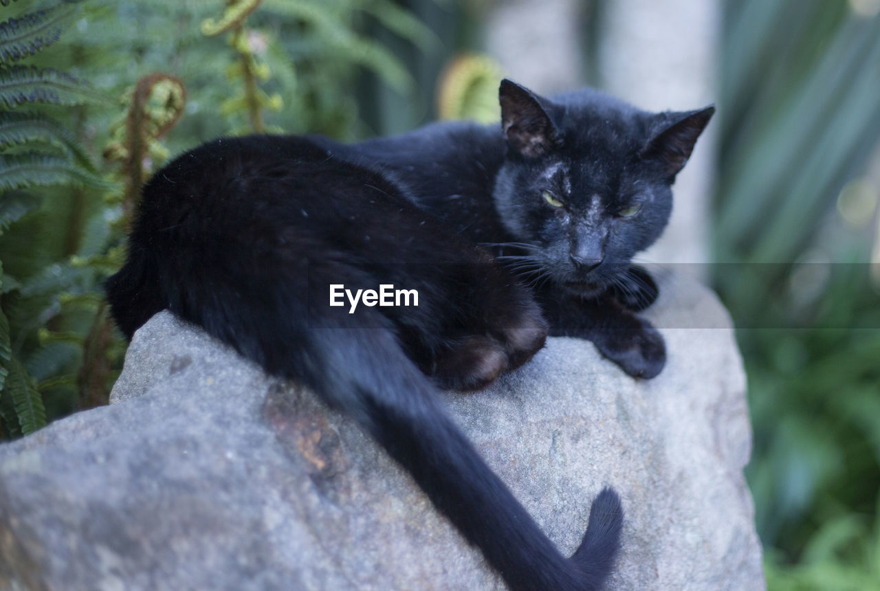 CLOSE-UP OF BLACK CAT ON ROCK