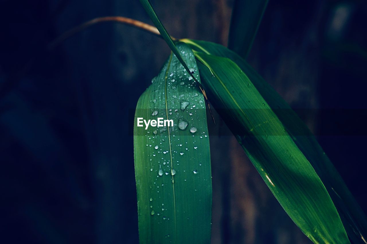 Close-up of raindrops on leaf