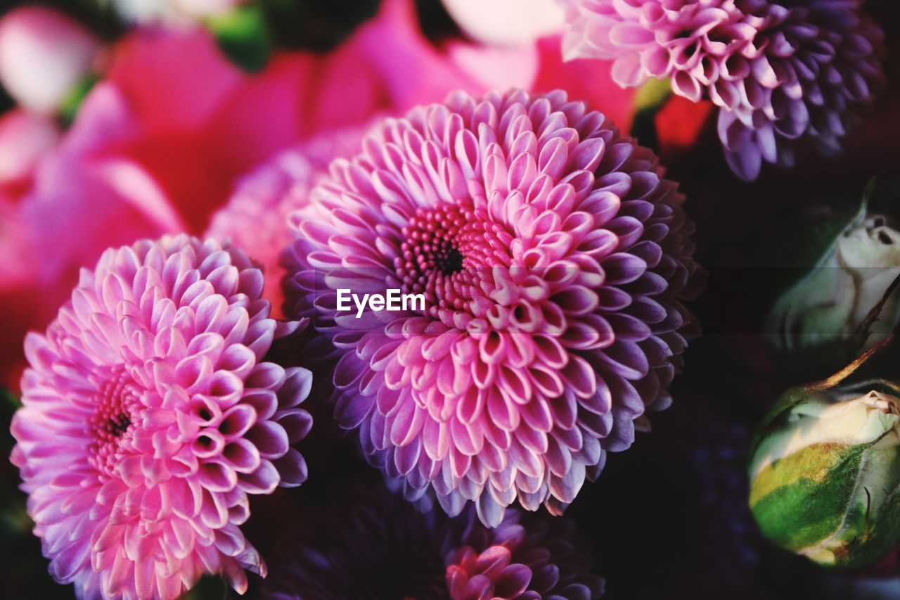 High angle view of pink flowering plant