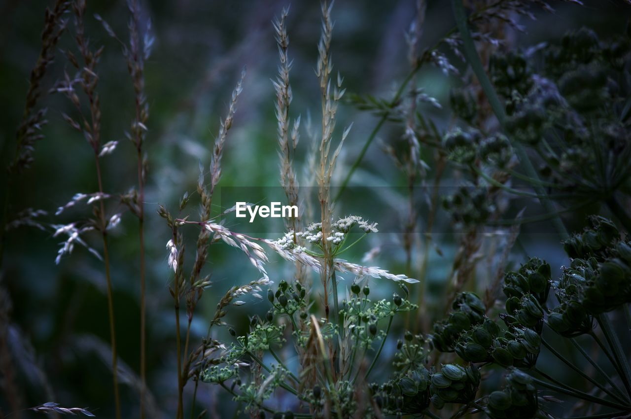 Close-up of frozen plants on land