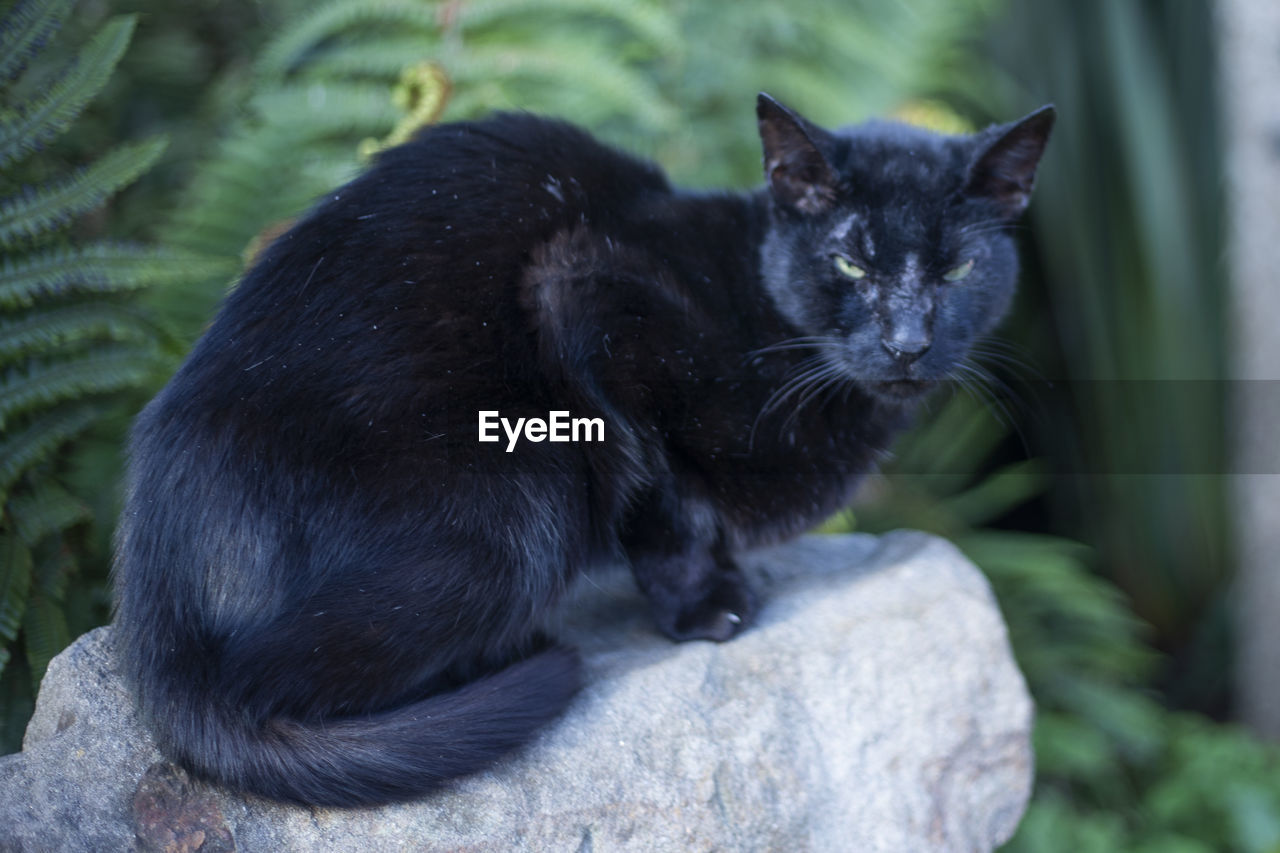 PORTRAIT OF BLACK CAT SITTING ON A DOG