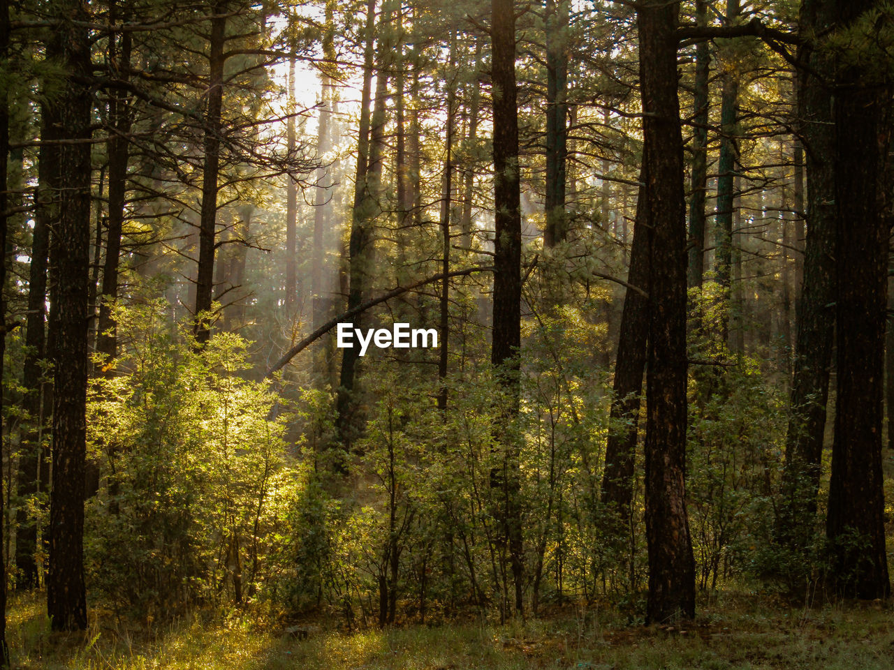 SCENIC VIEW OF FOREST