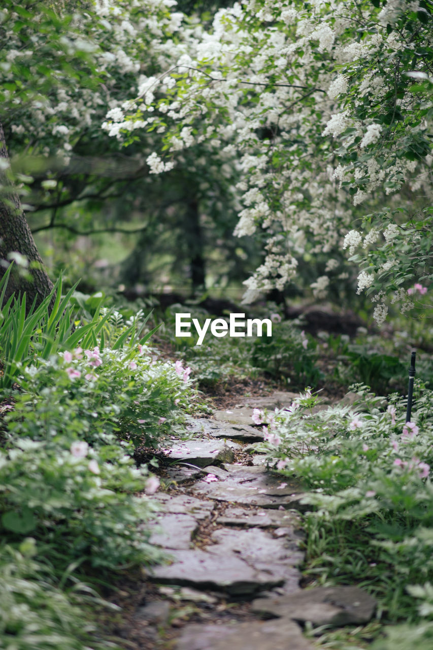 Flowering plants and trees by footpath