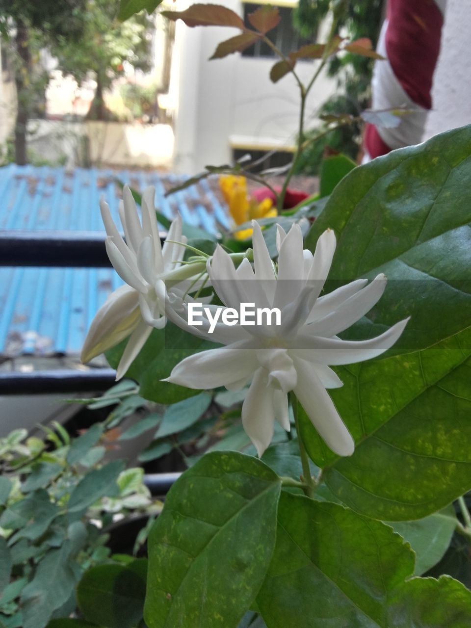 CLOSE-UP OF WHITE FLOWERS BLOOMING OUTDOORS