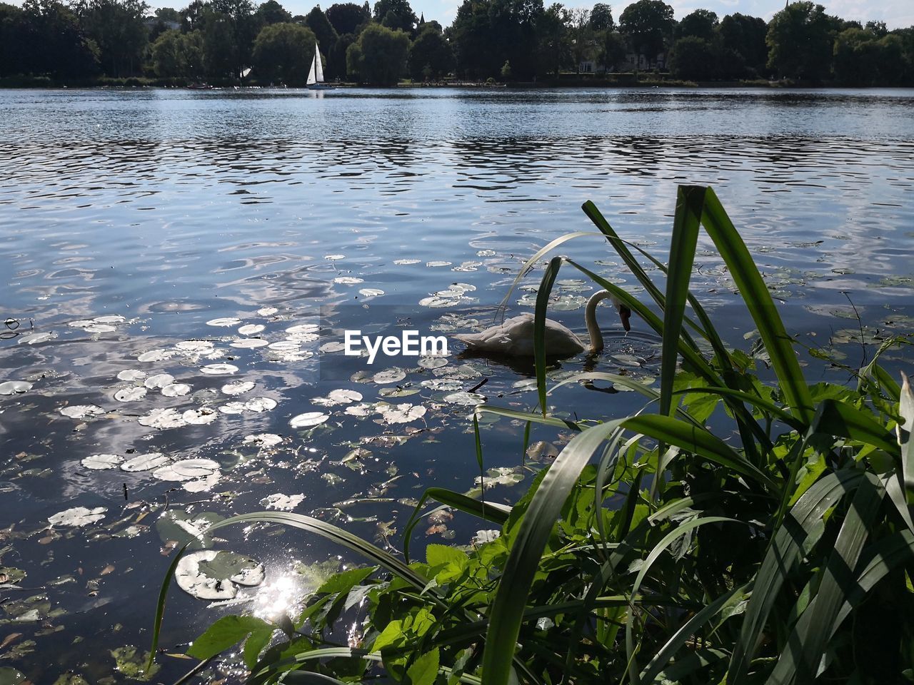 PLANTS GROWING IN LAKE