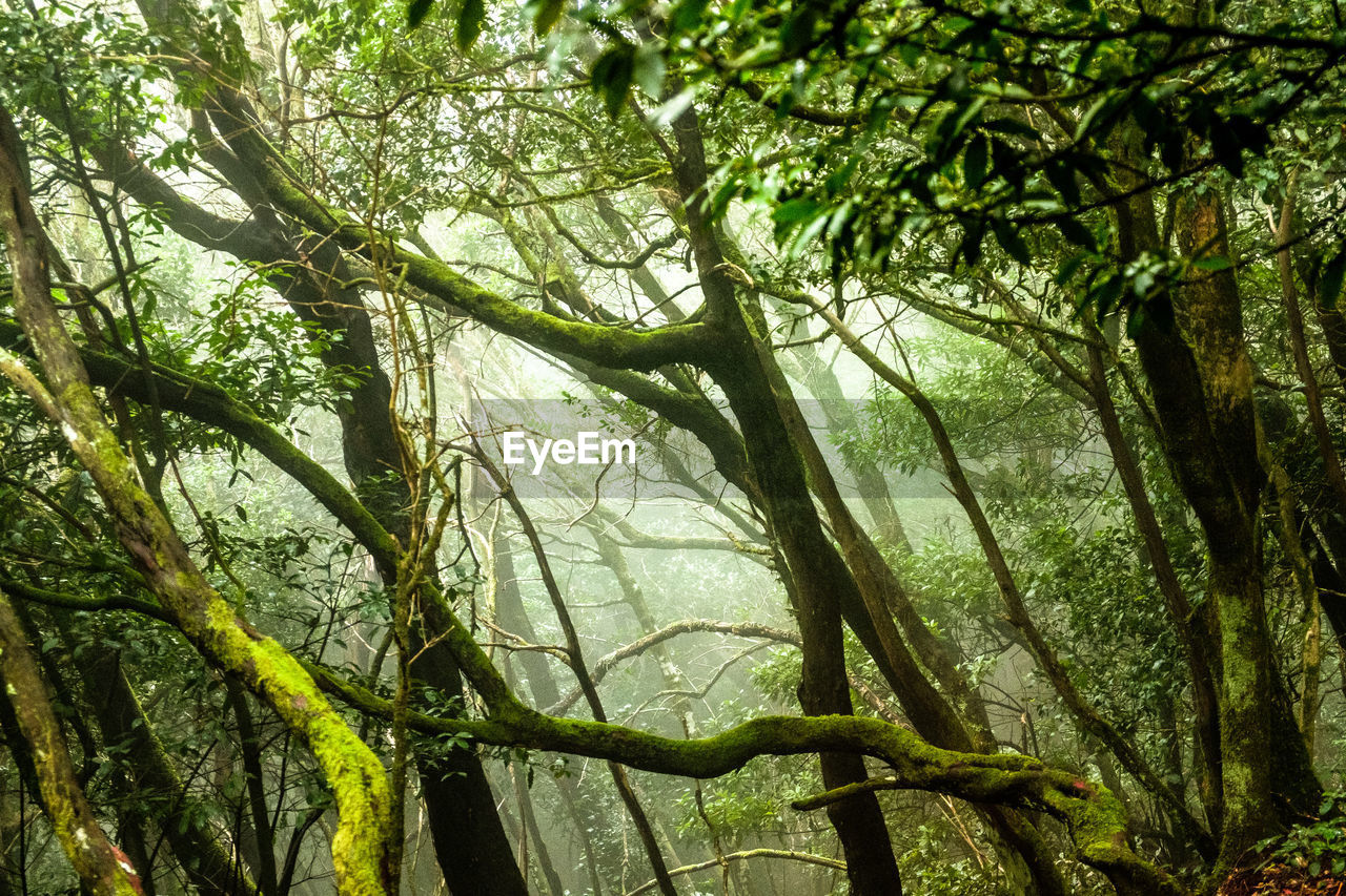 LOW ANGLE VIEW OF TREE TRUNKS IN FOREST