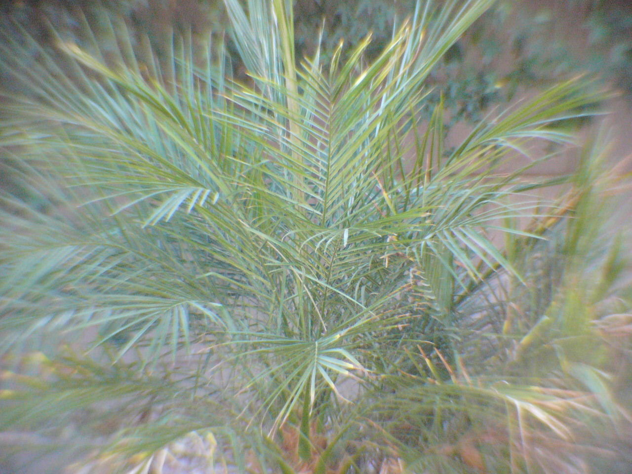 CLOSE-UP OF PLANTS