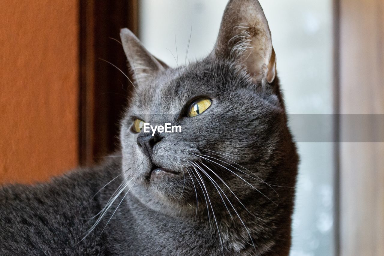 CLOSE-UP OF CAT LOOKING AWAY AT HOME