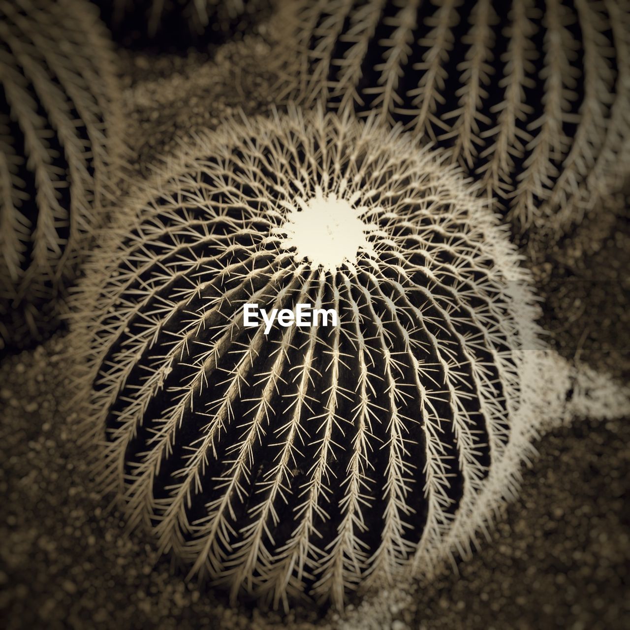 High angle view of golden barrel cactus on field