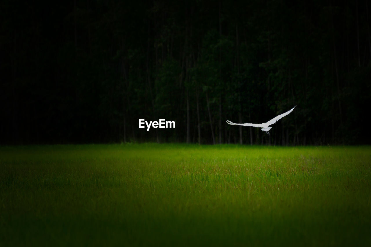 BIRD FLYING OVER GRASS FIELD