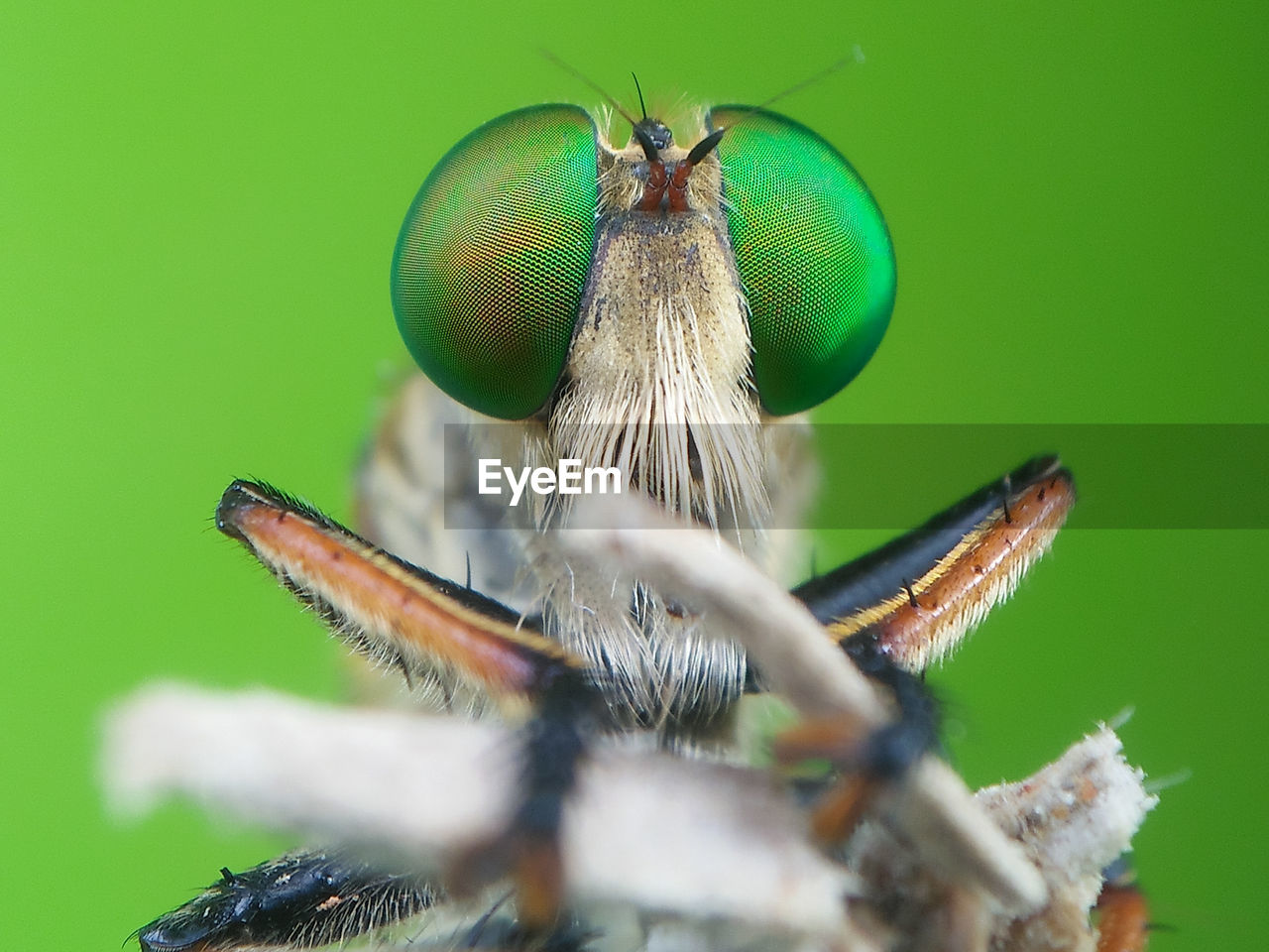 CLOSE-UP OF FLY ON PLANT