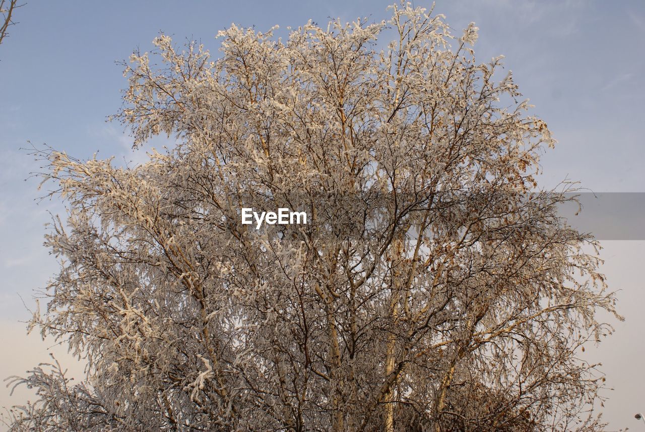 LOW ANGLE VIEW OF BIRDS ON TREE