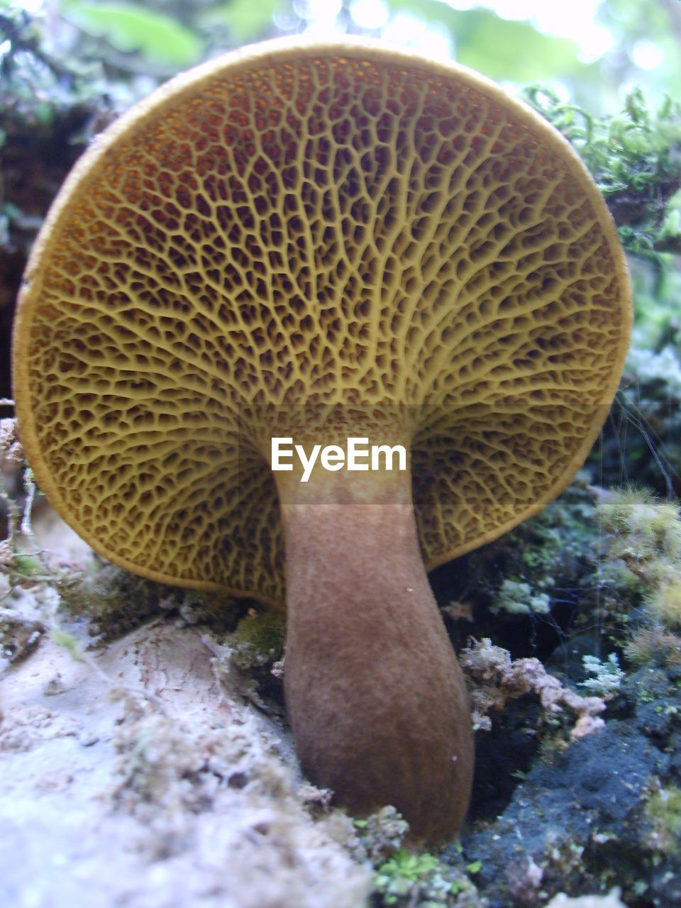 CLOSE-UP MUSHROOM