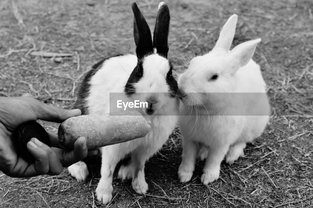 Two rabbits enjoying carrot meal