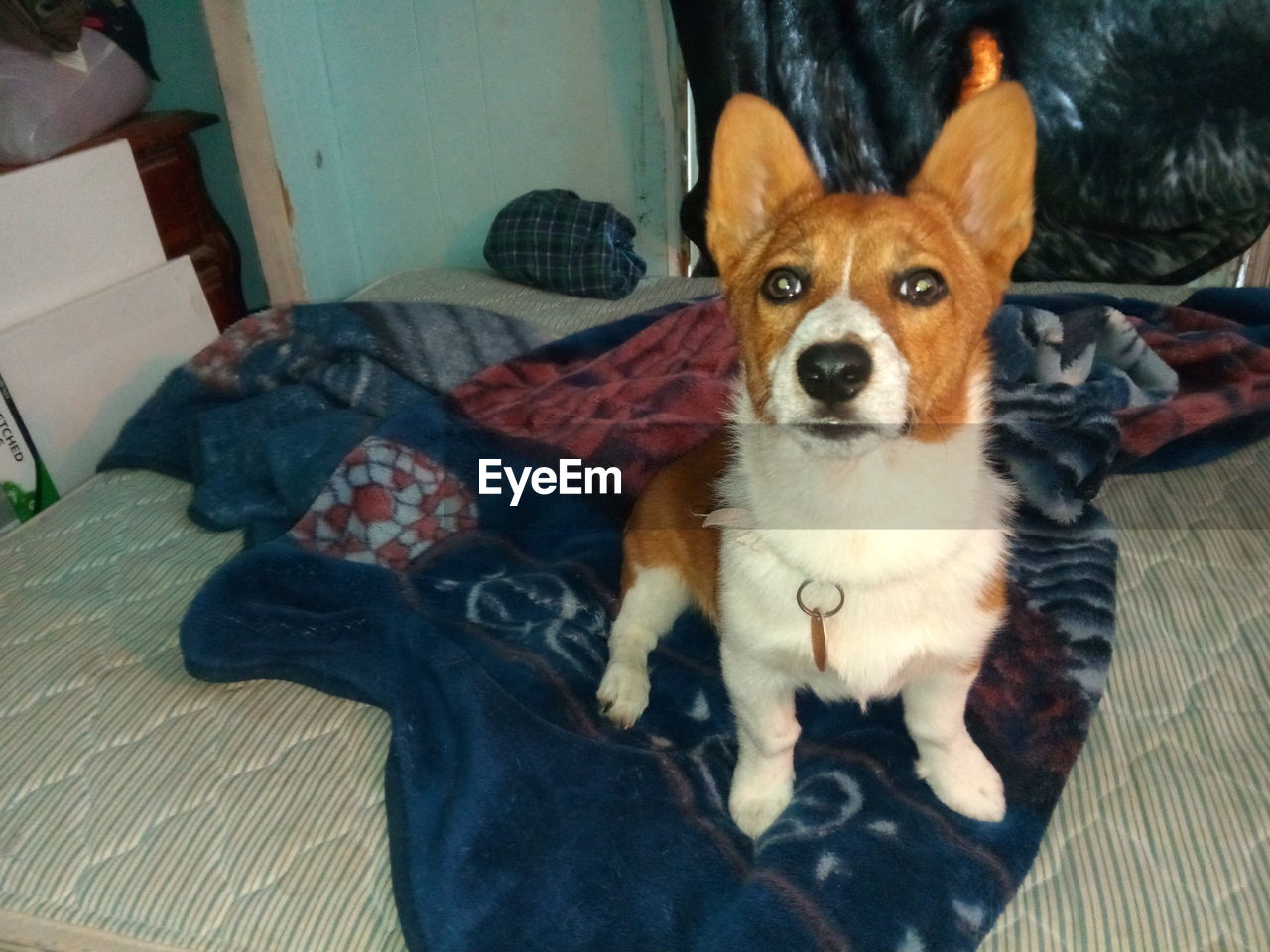 PORTRAIT OF DOG RESTING ON BED