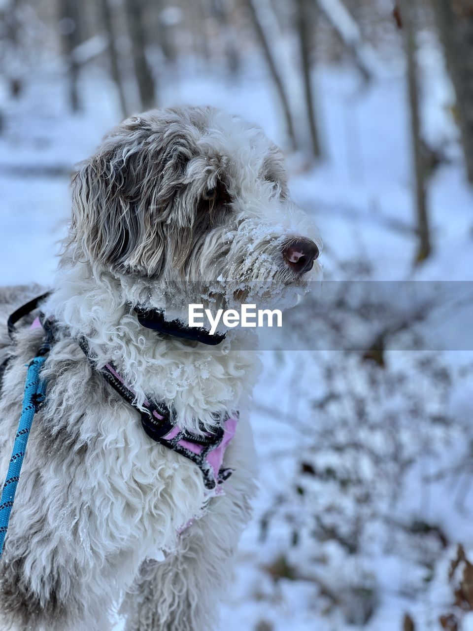 dog, canine, one animal, pet, domestic animals, animal themes, animal, winter, mammal, snow, cold temperature, collar, pet collar, nature, focus on foreground, tree, animal hair, no people, puppy, white, day, looking, clothing, plant, outdoors