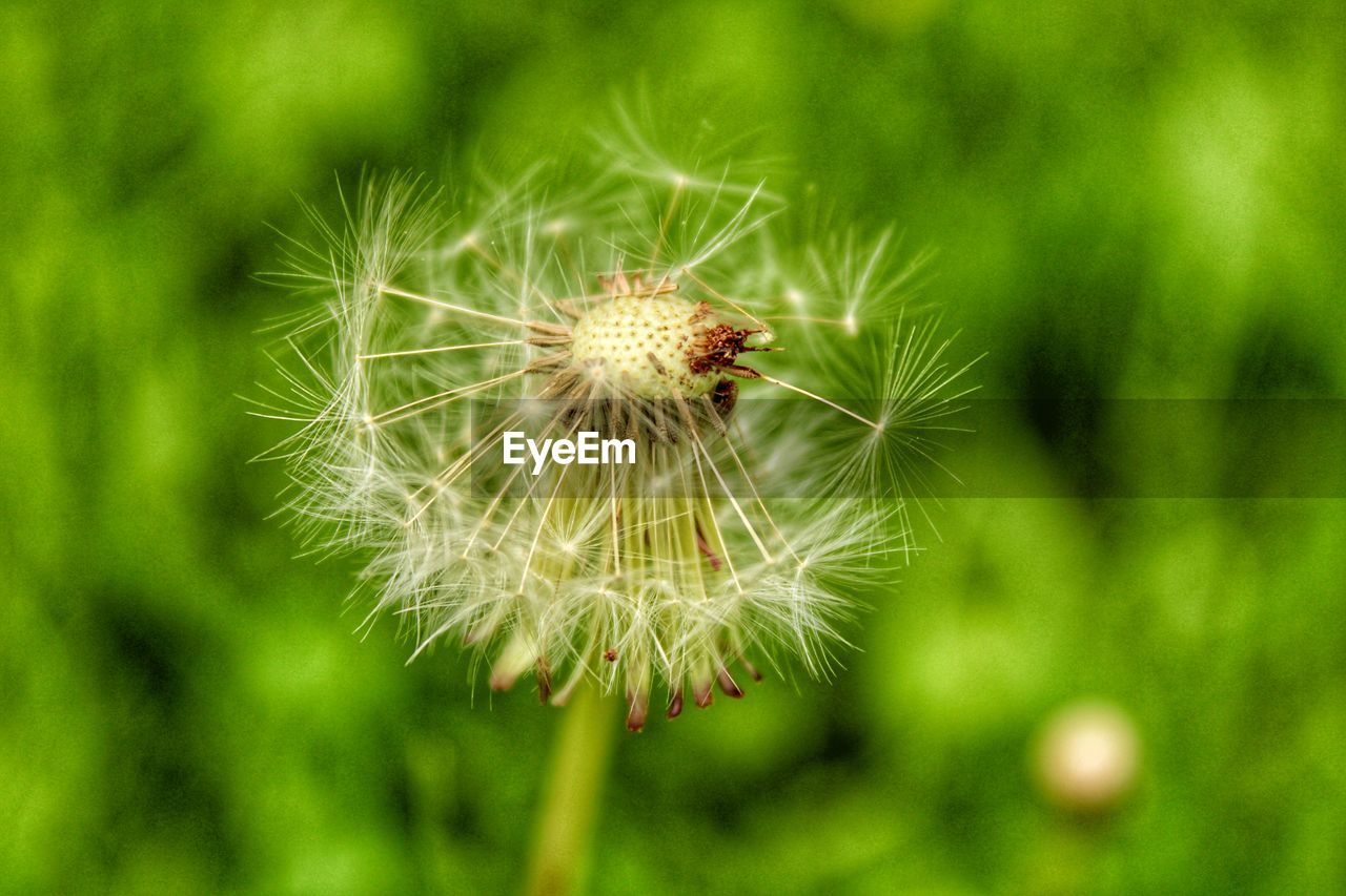 plant, flower, grass, flowering plant, nature, beauty in nature, fragility, dandelion, freshness, green, close-up, macro photography, meadow, no people, growth, focus on foreground, dandelion seed, seed, wildflower, outdoors, day, plant stem, prairie, field, inflorescence, environment, flower head, lawn, springtime, selective focus, softness, thorns, spines, and prickles, tranquility, thistle, botany, macro