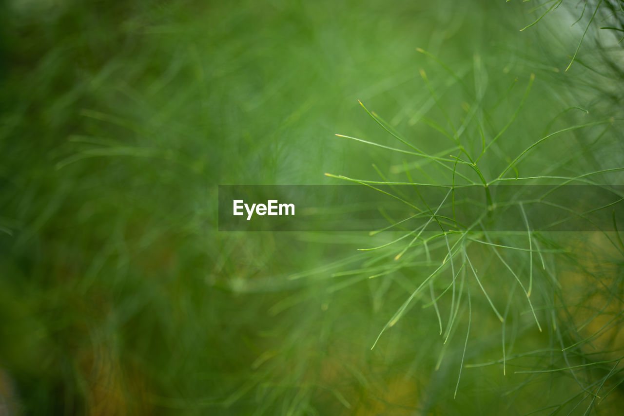 Full frame shot of green plants