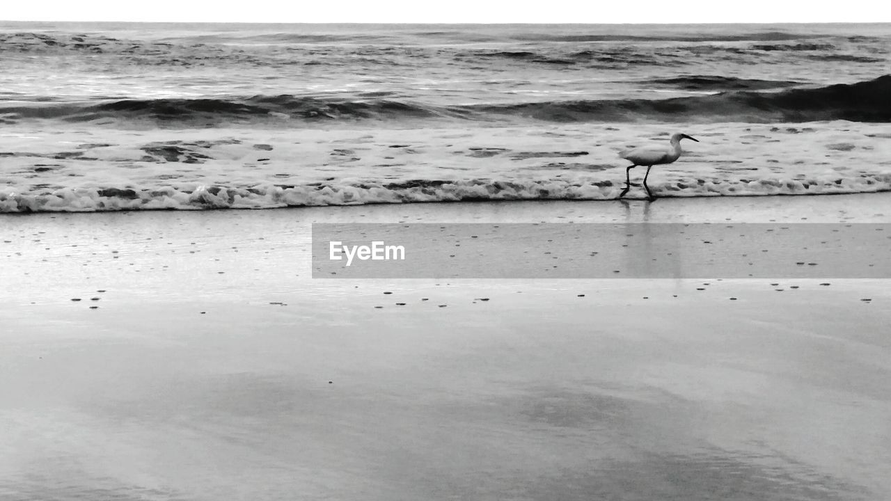 Bird perching on beach by sea