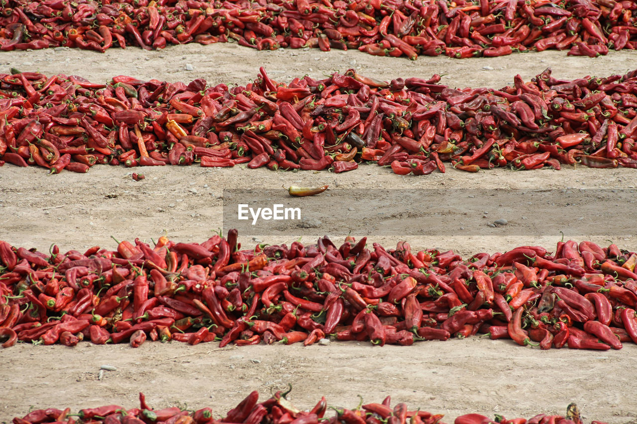 High angle view of red chili peppers on field