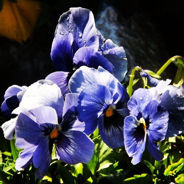 flower, flowering plant, plant, freshness, beauty in nature, fragility, purple, petal, close-up, inflorescence, flower head, growth, nature, blue, pansy, human eye, macro photography, focus on foreground, springtime, outdoors, iris, botany