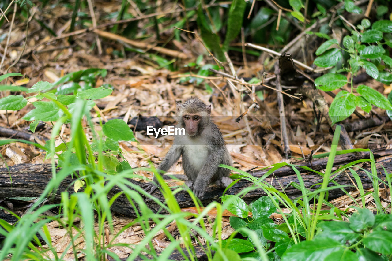 Young monkey sitting on field