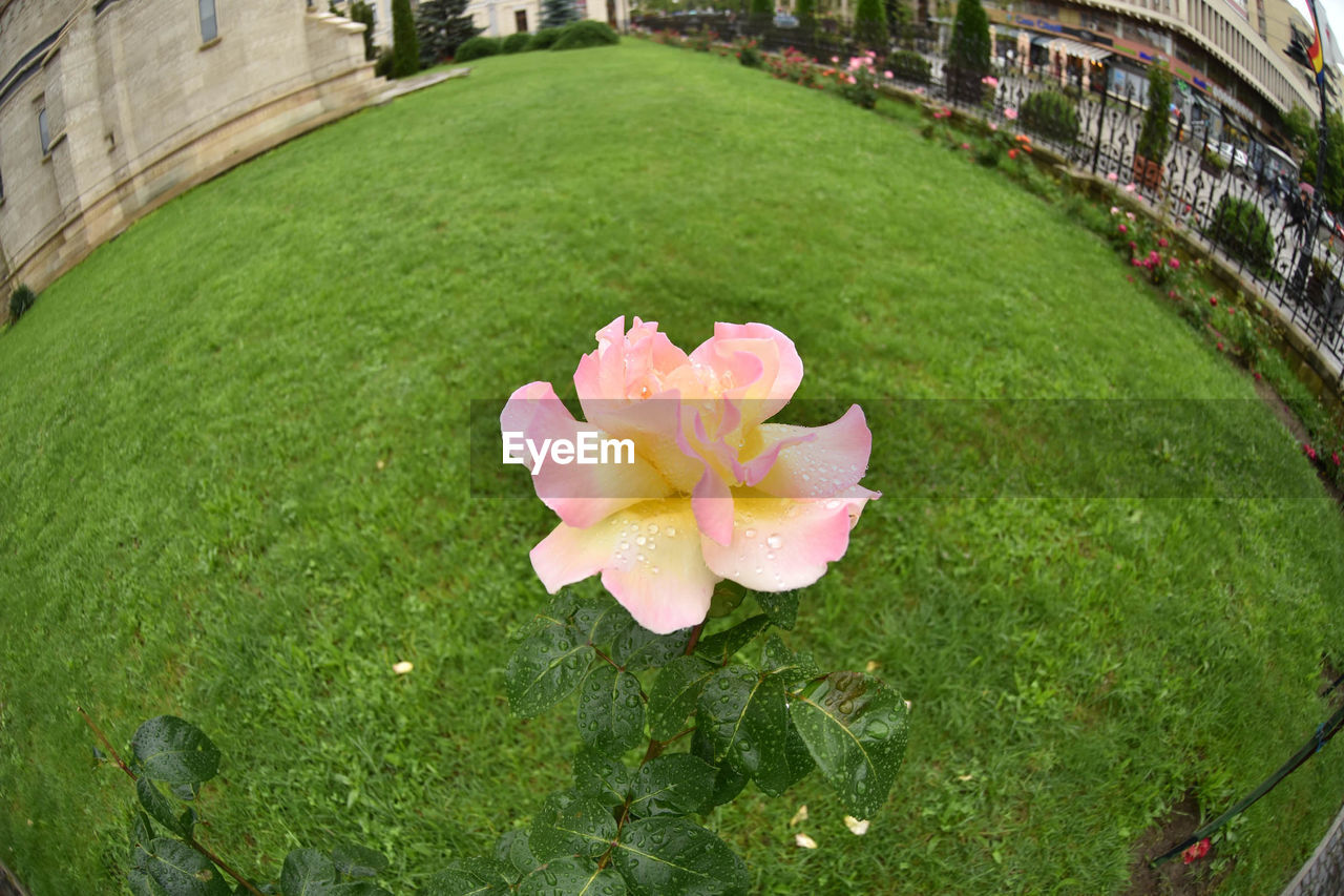 CLOSE-UP OF PINK FLOWERS BLOOMING IN LAWN