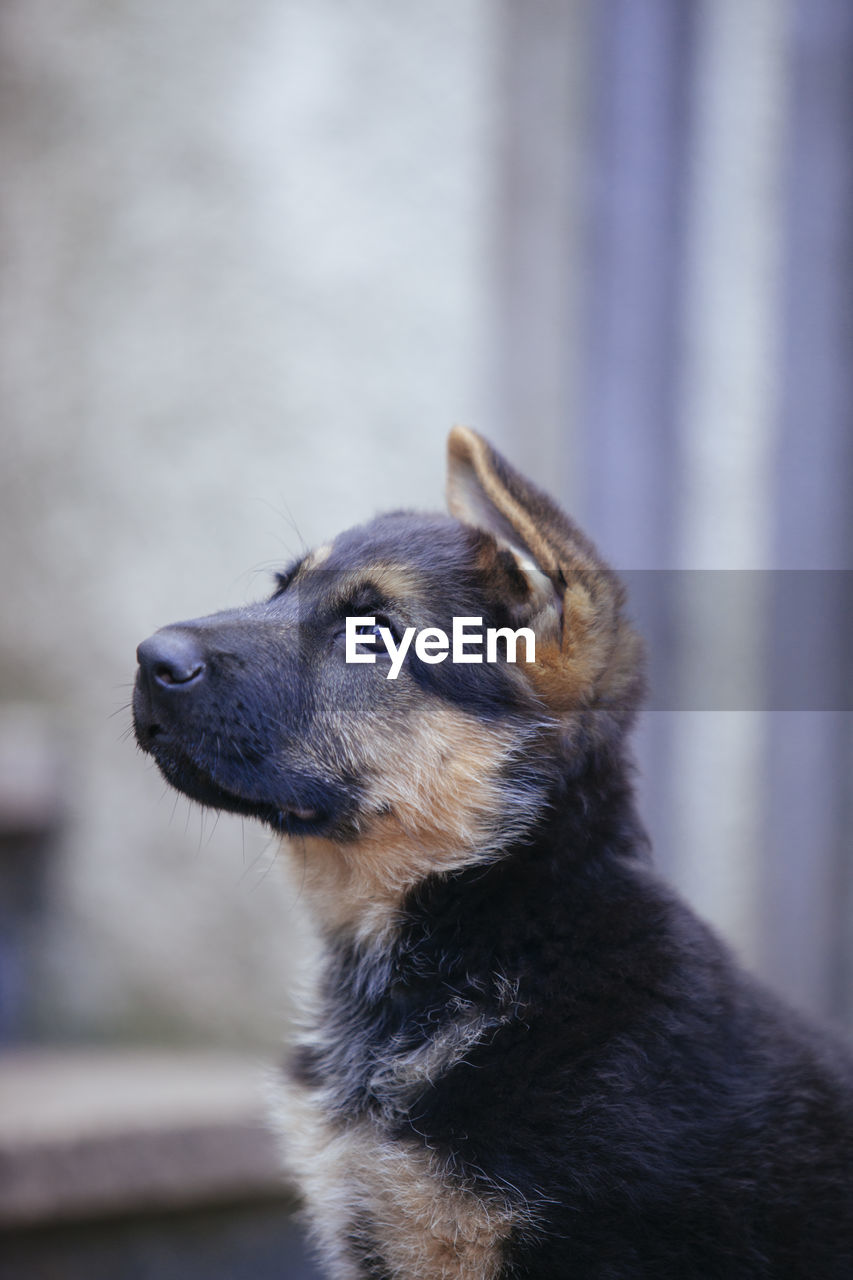 CLOSE-UP OF DOG LOOKING AWAY OUTDOORS