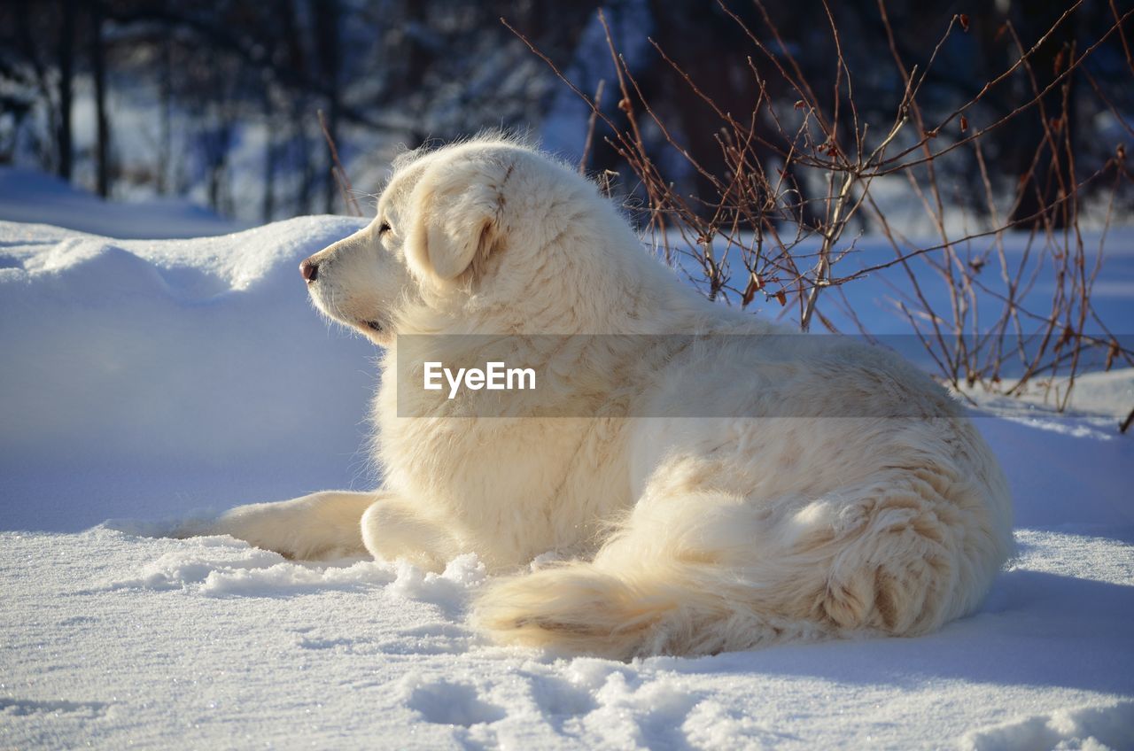 WHITE DOG STANDING ON SNOW FIELD