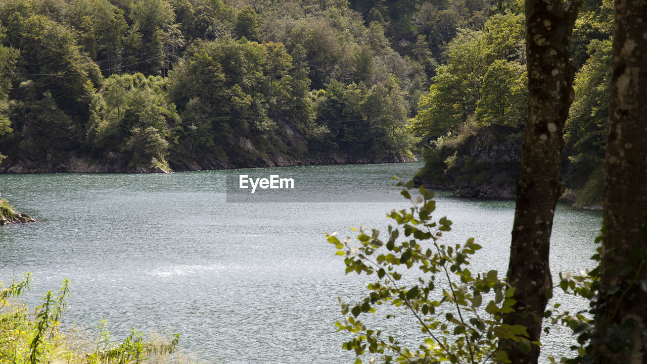 Scenic view of river amidst trees in forest