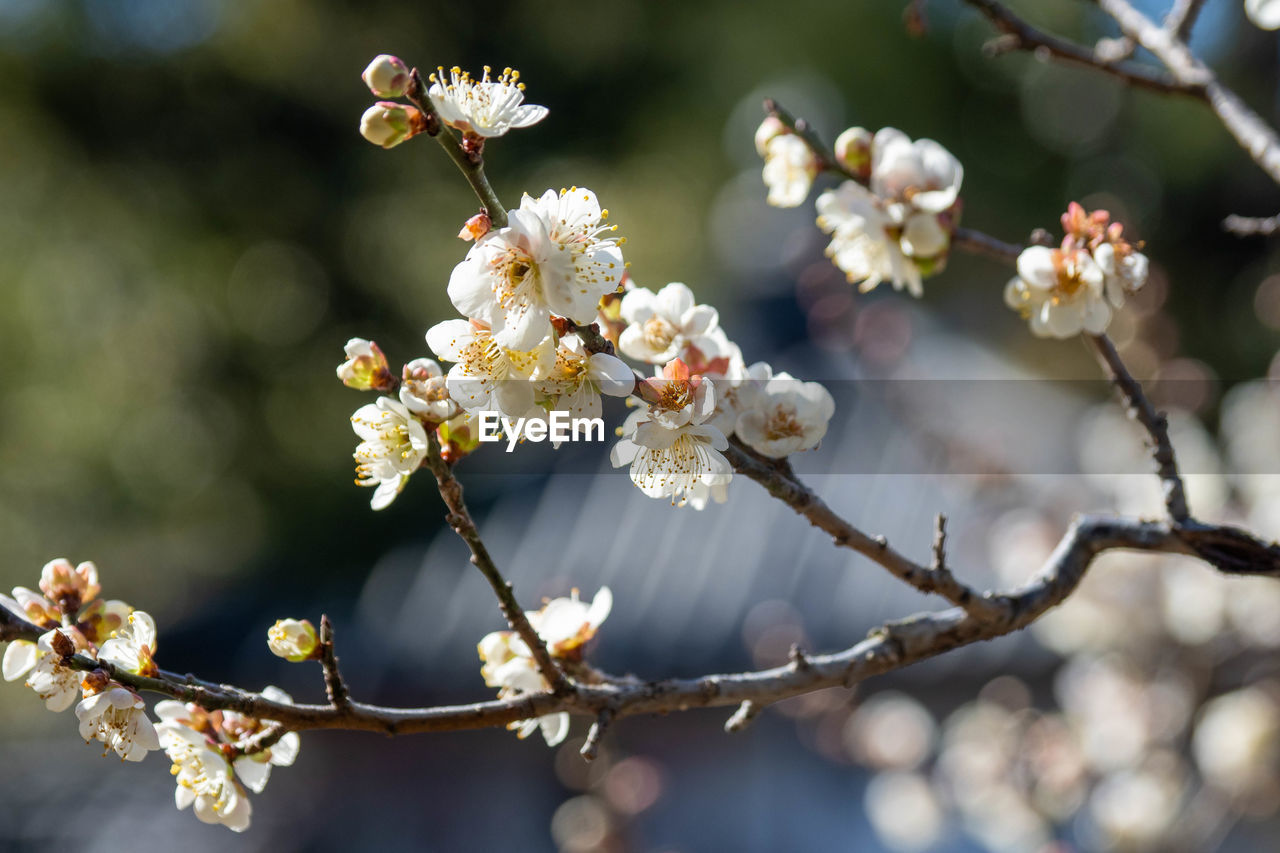 plant, flower, tree, flowering plant, freshness, beauty in nature, blossom, nature, springtime, branch, fragility, spring, growth, produce, macro photography, close-up, food and drink, focus on foreground, fruit, food, no people, white, outdoors, cherry blossom, day, flower head, selective focus, twig, botany, sunlight, inflorescence, almond tree, tranquility