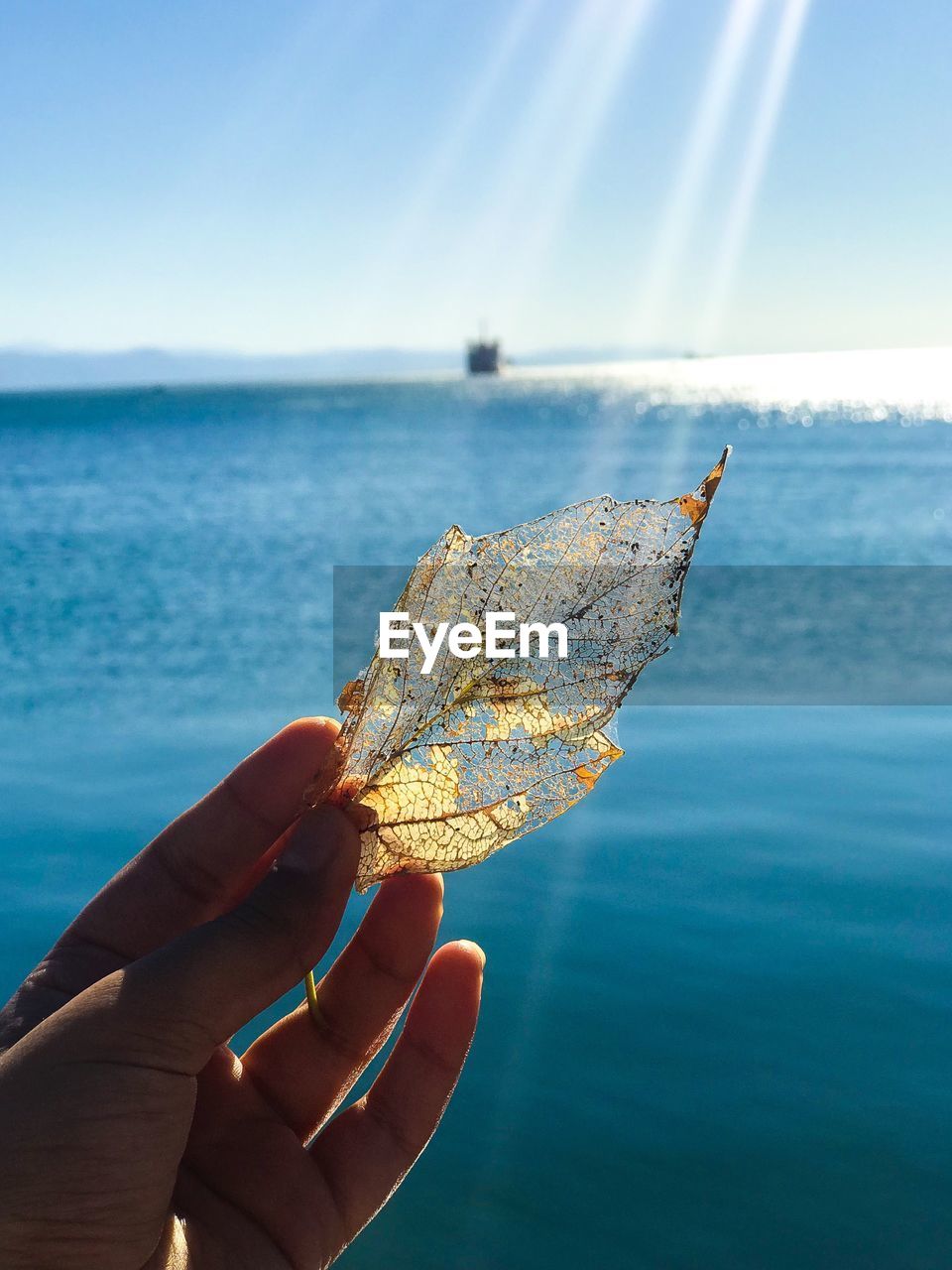 Cropped hand holding dry leaf