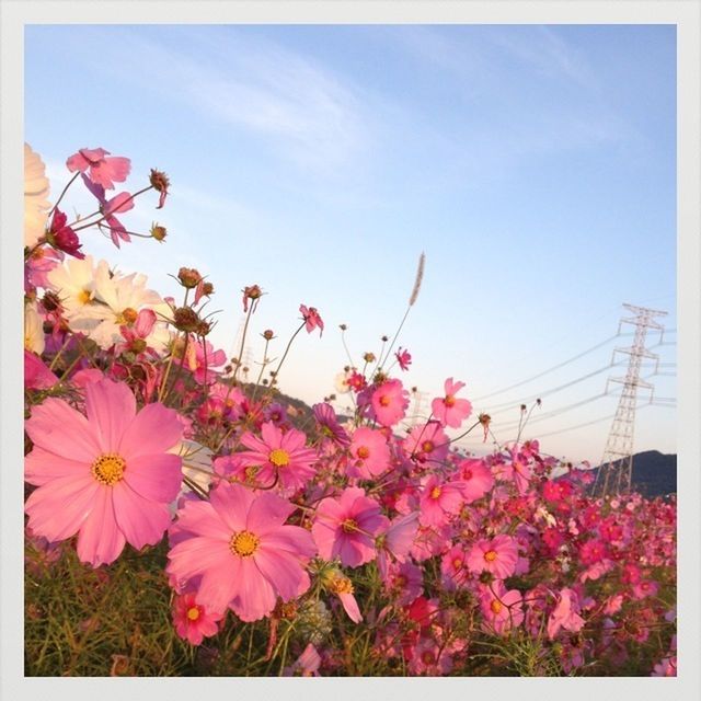 LOW ANGLE VIEW OF PINK FLOWERS BLOOMING IN PARK