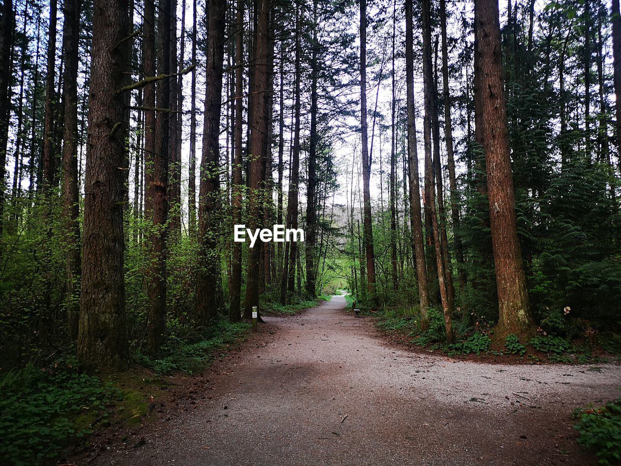 Road amidst trees in forest