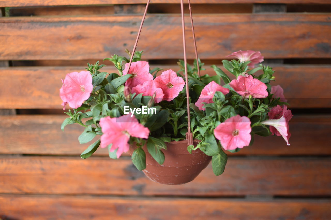 CLOSE-UP OF PINK FLOWER POT ON POTTED PLANT
