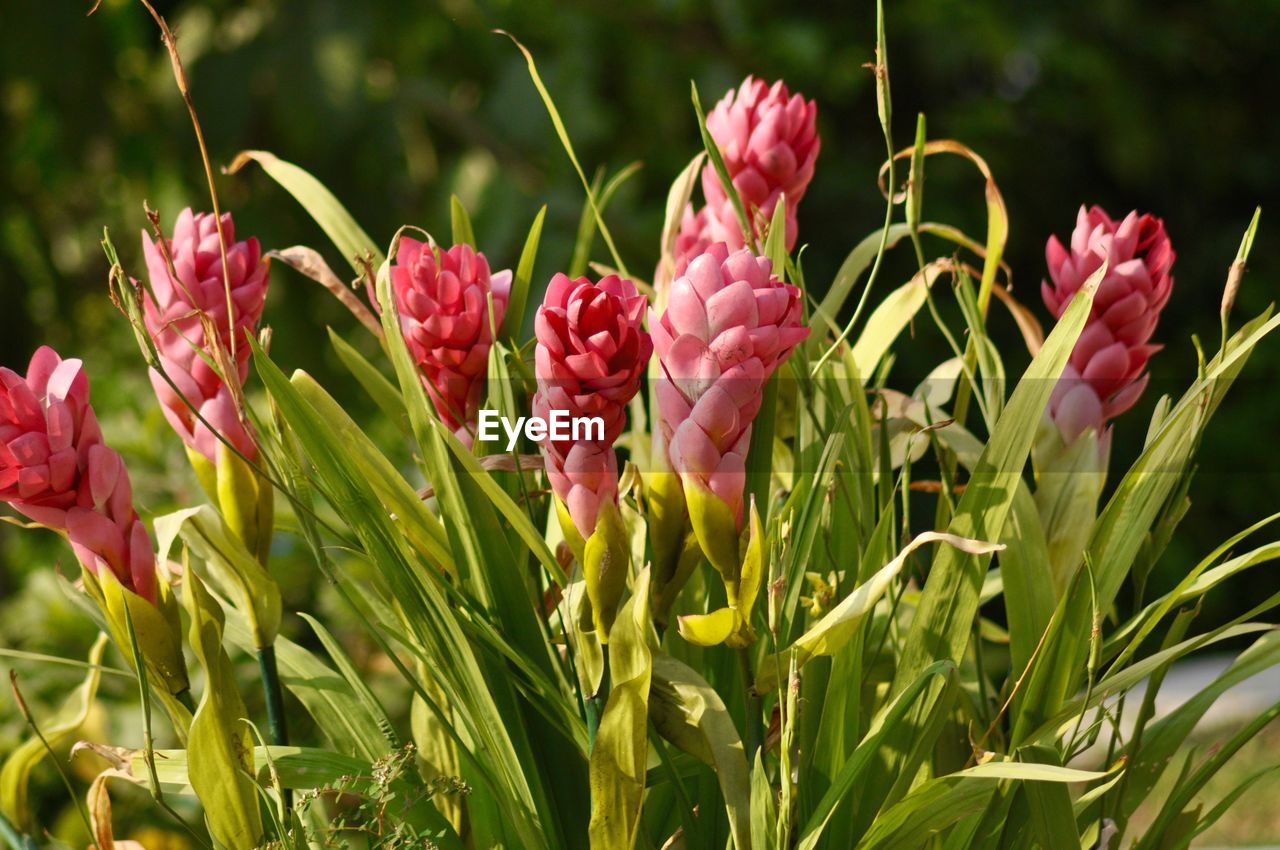 Close-up of pink flowers growing in field