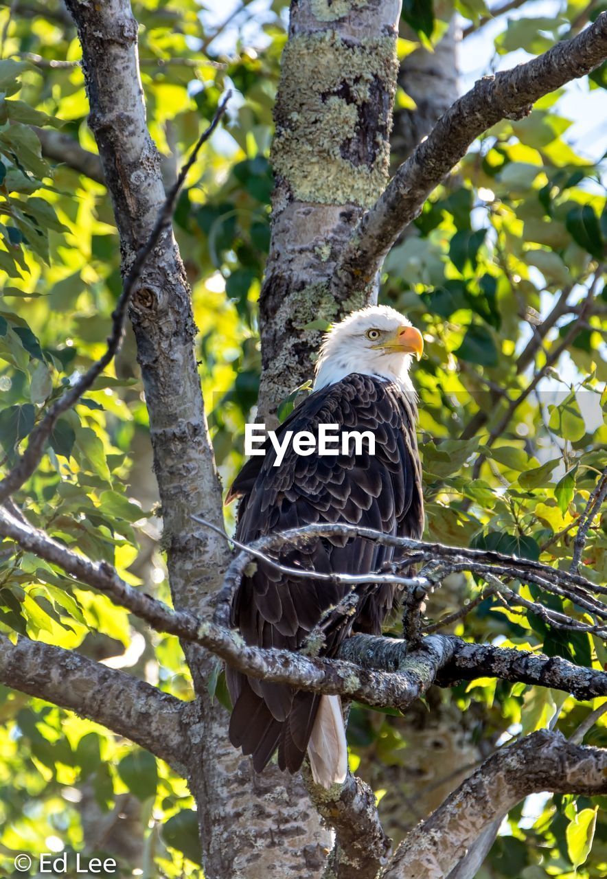 Bald eagle perching on tree