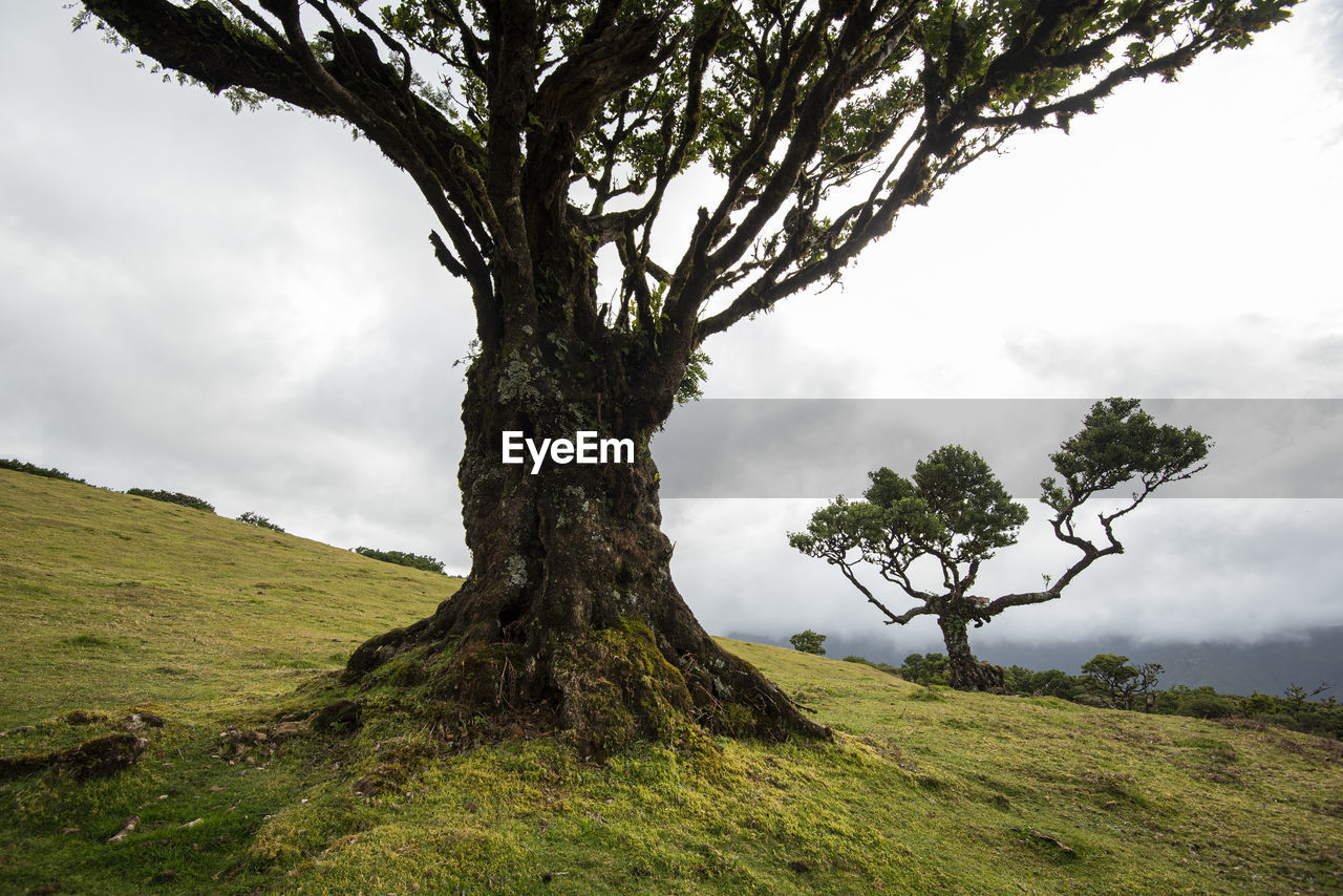 Fanal forest on madeira island