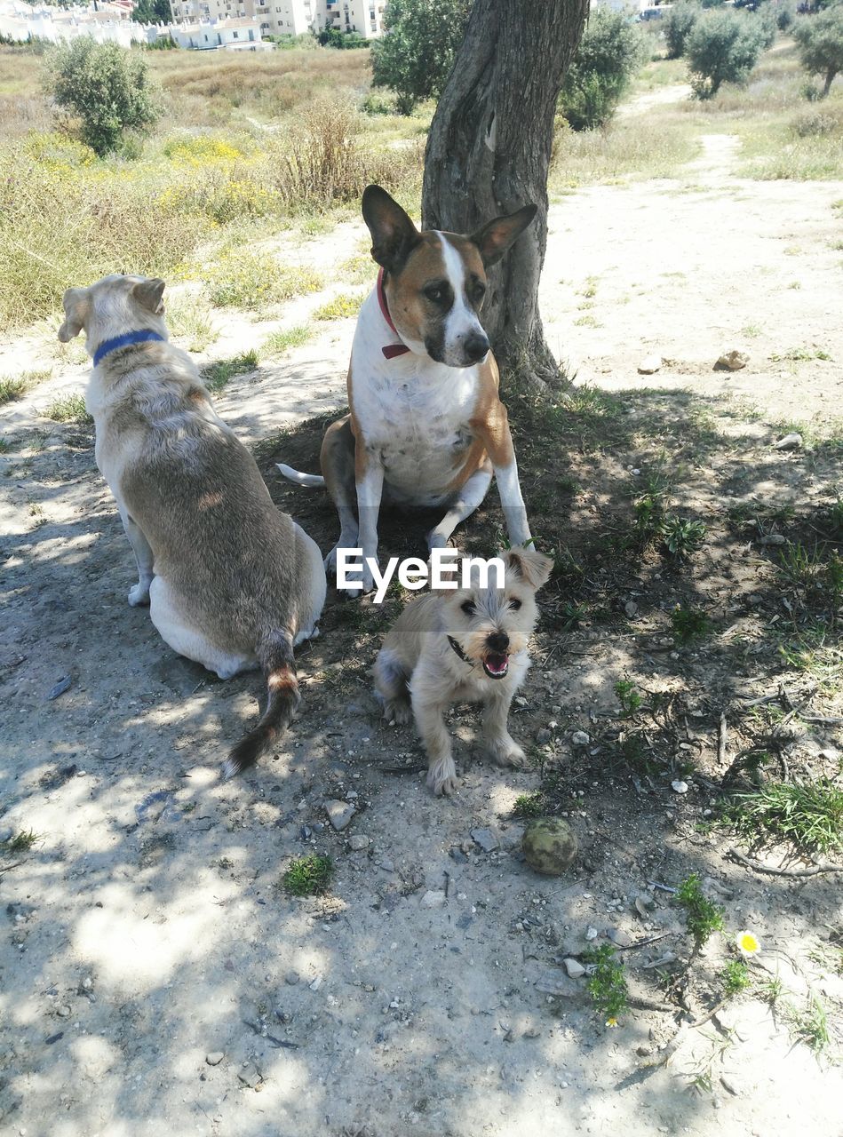 Three dogs outdoors