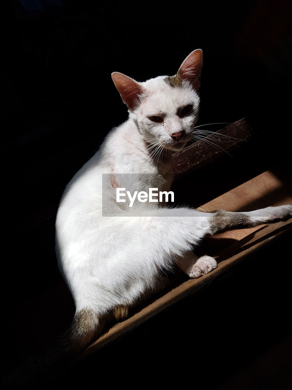 Close-up of cat sitting against black background