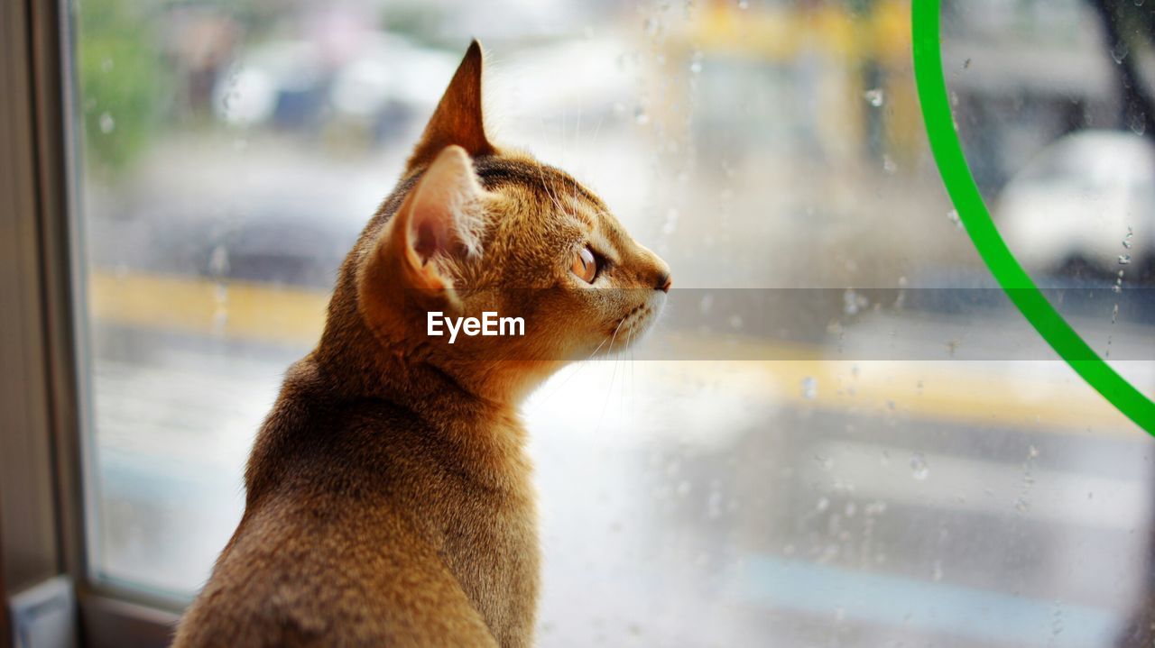 Close-up of an abyssinian cat looking through window