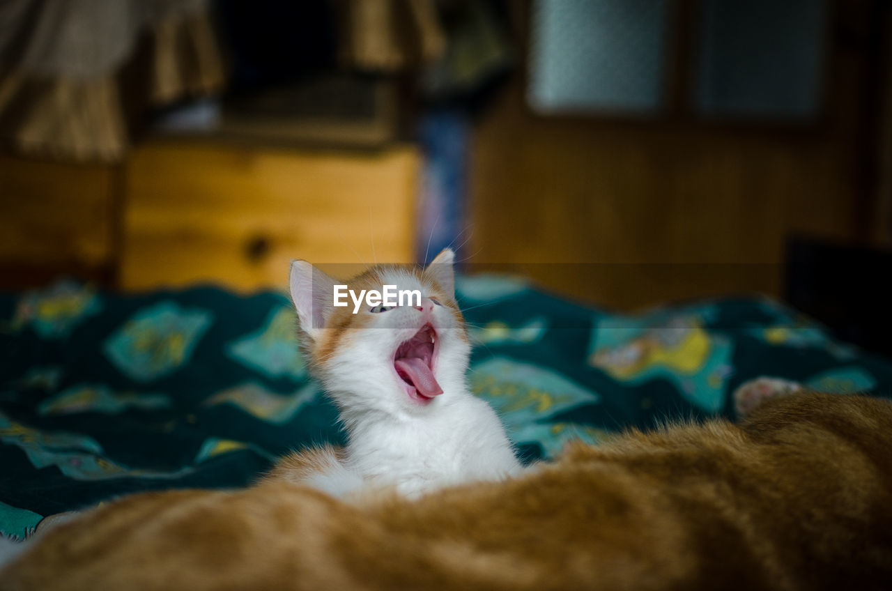 CAT SLEEPING ON BED