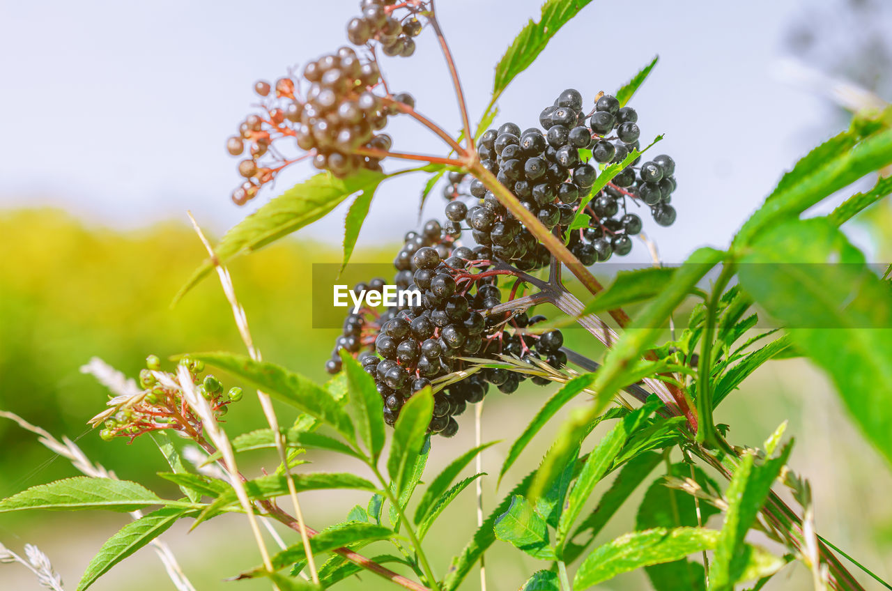 Bunch of black elderberries with green leaves. blue sky background. sunbeams.