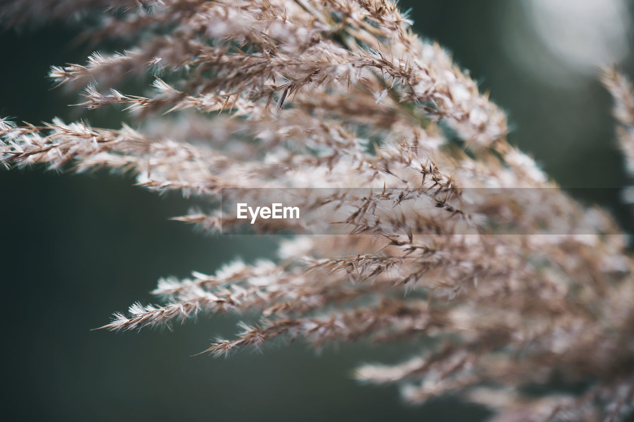 Beautiful Grass Nature Tree Wonderful Beauty In Nature Blooming Blossom Close-up Flowers Forest Garden Outdoors Selective Focus Spring Springtime Weed